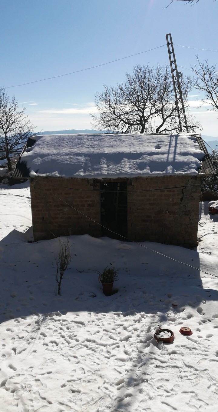 muree
