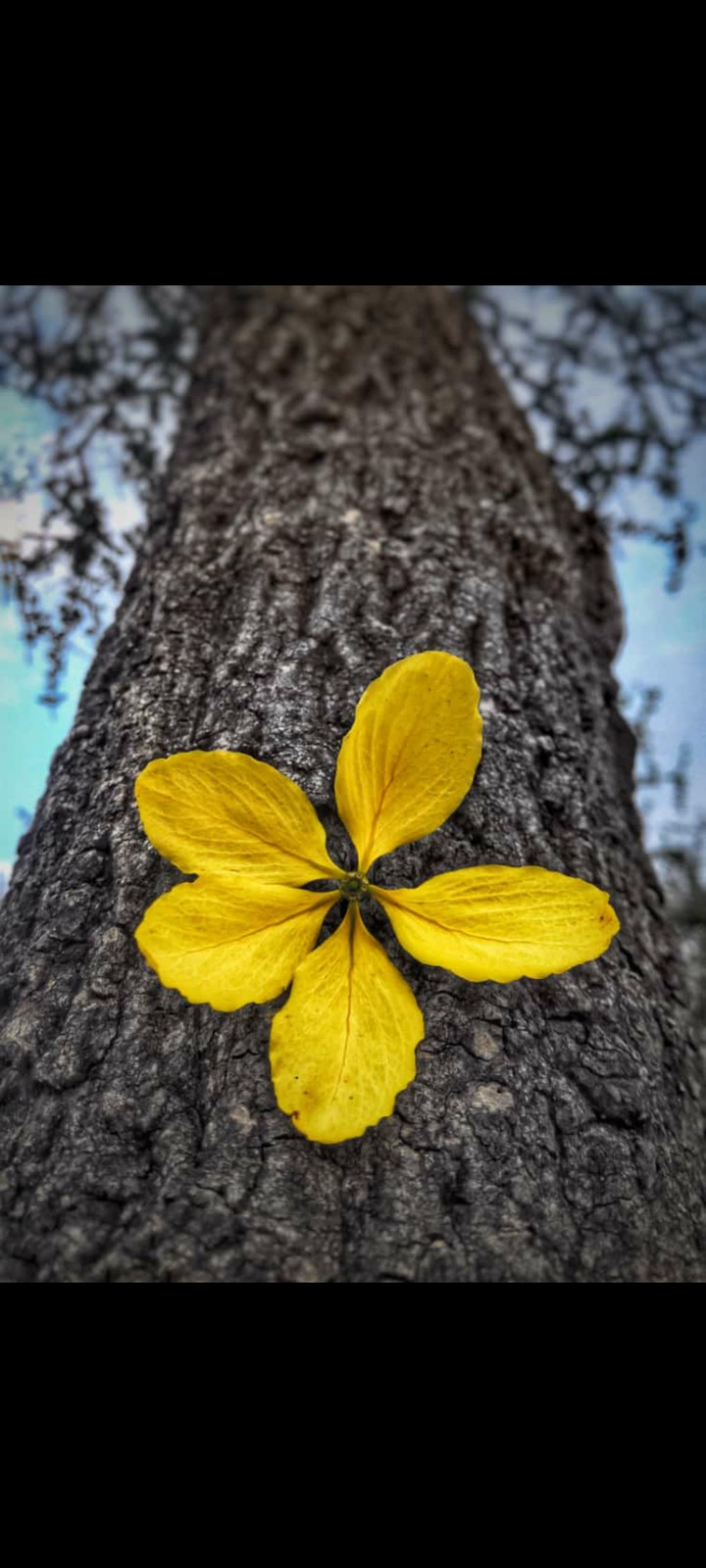 yellow flower