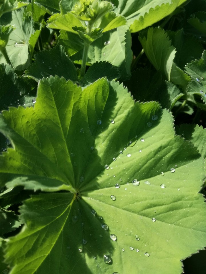 Green.colorful