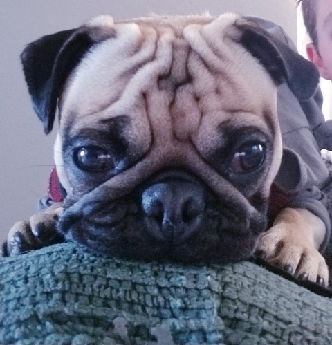 pug rico