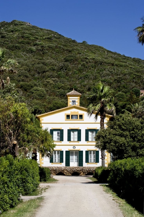 ταπετσαρίες House, plant