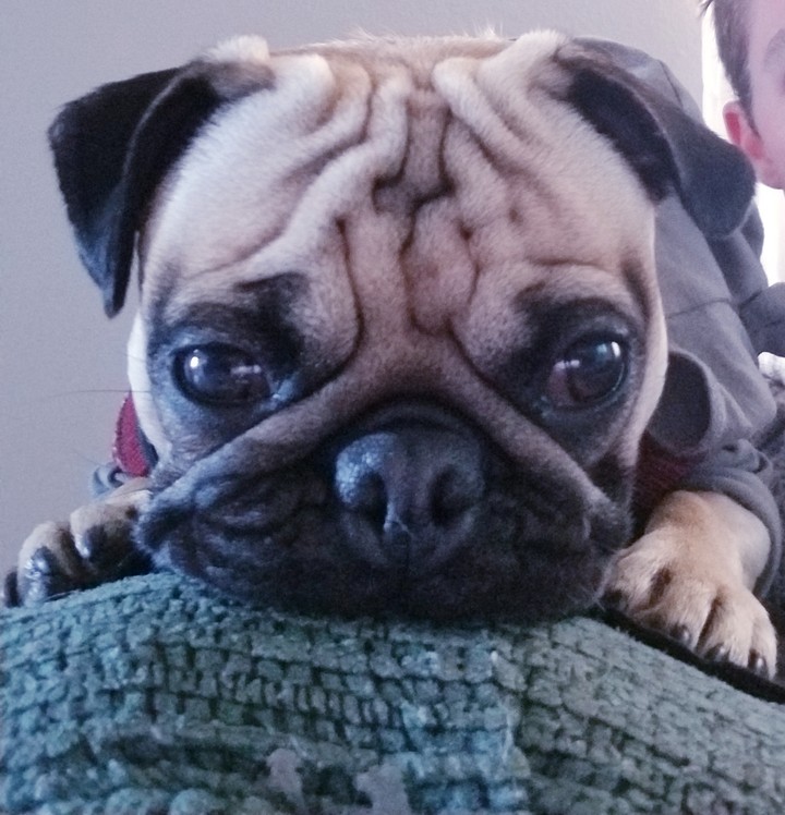 pug rico