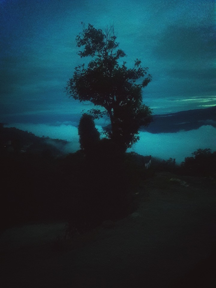 The Tree!