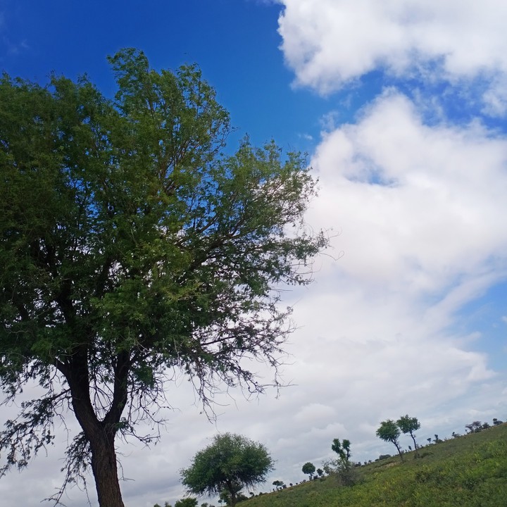 my farm
