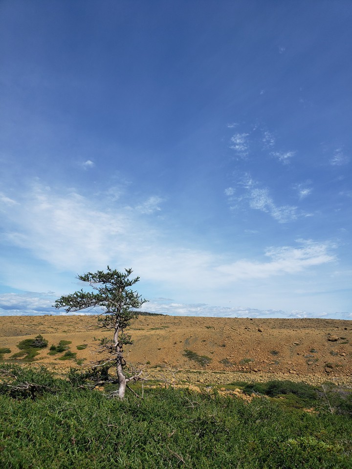 windblown tree