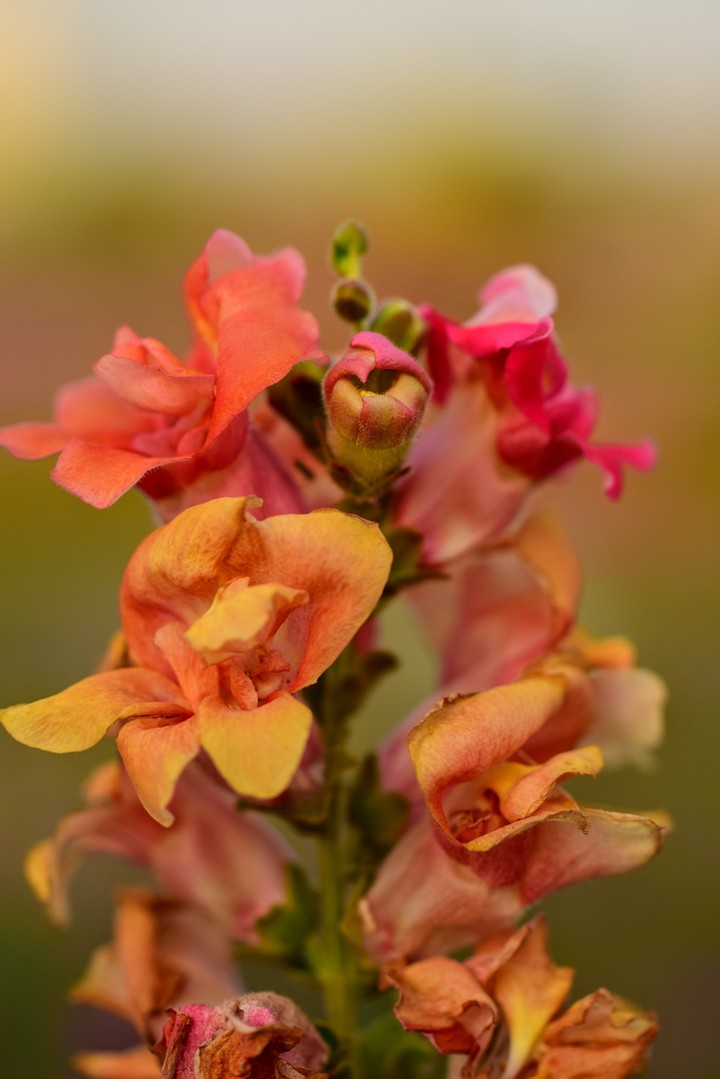 Flora