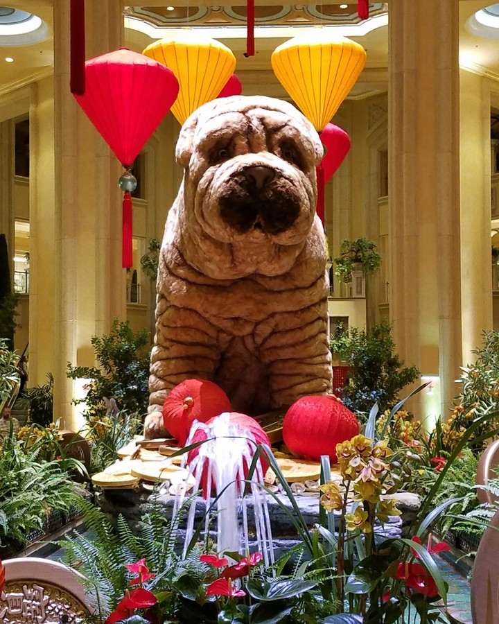 Shar Pei @ The Venitian Las Vegas celebrating year of dog