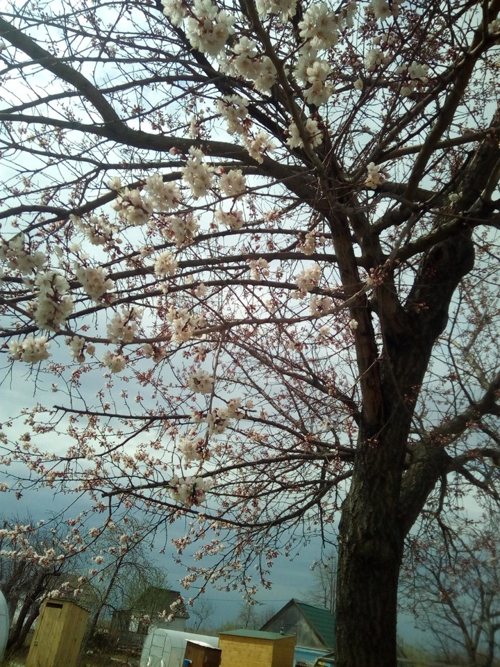 spring