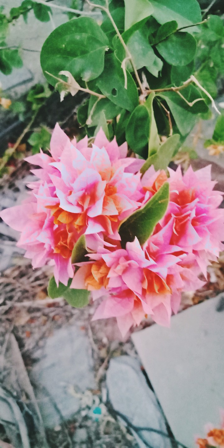 flower