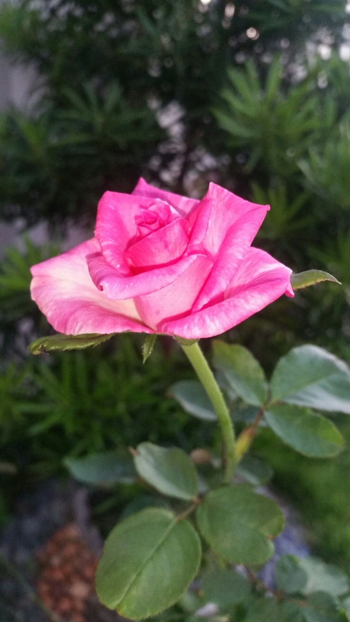 rose