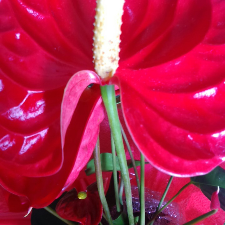 fiore rosso elegante passione!