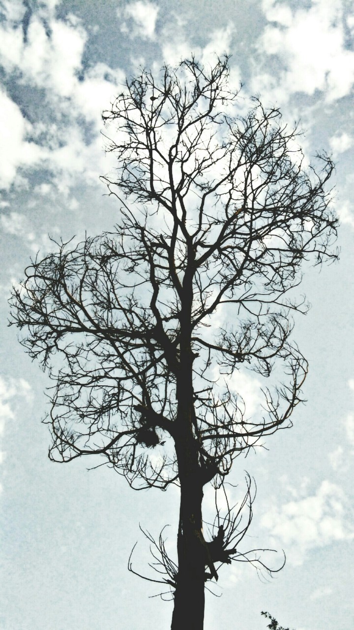 Dry Tree