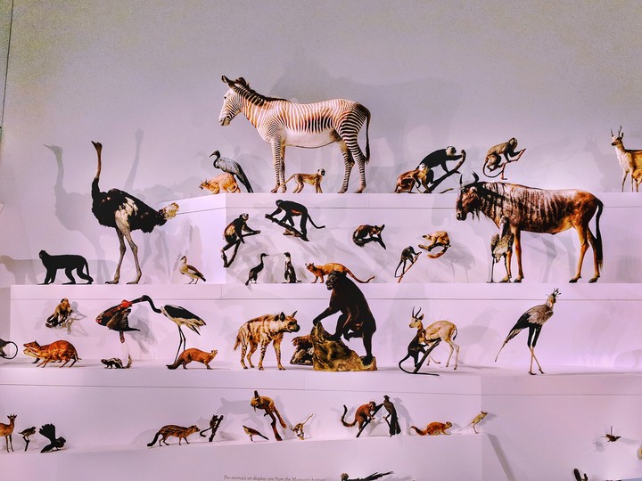 wildlife at the museum