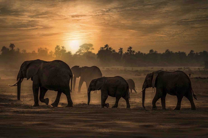 elephants