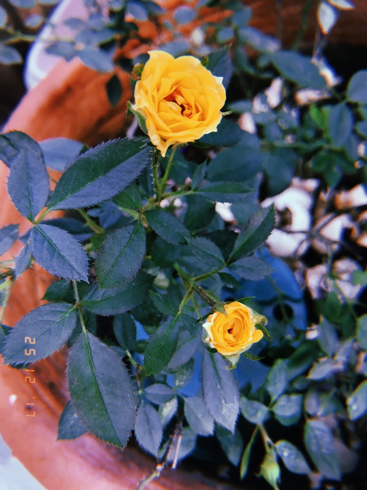 roses