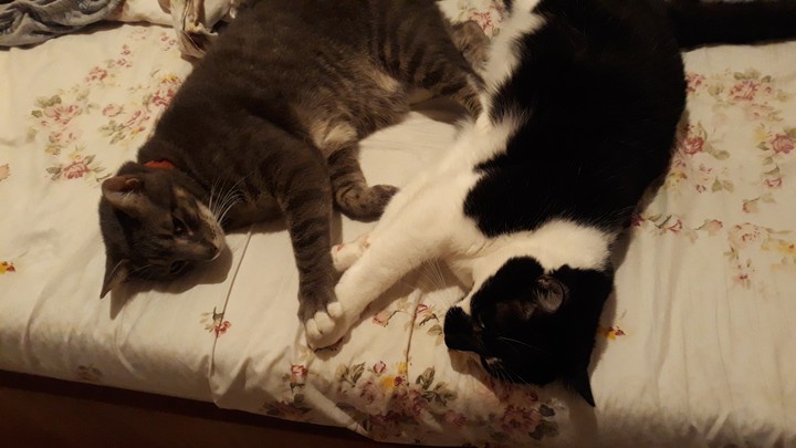 Cats