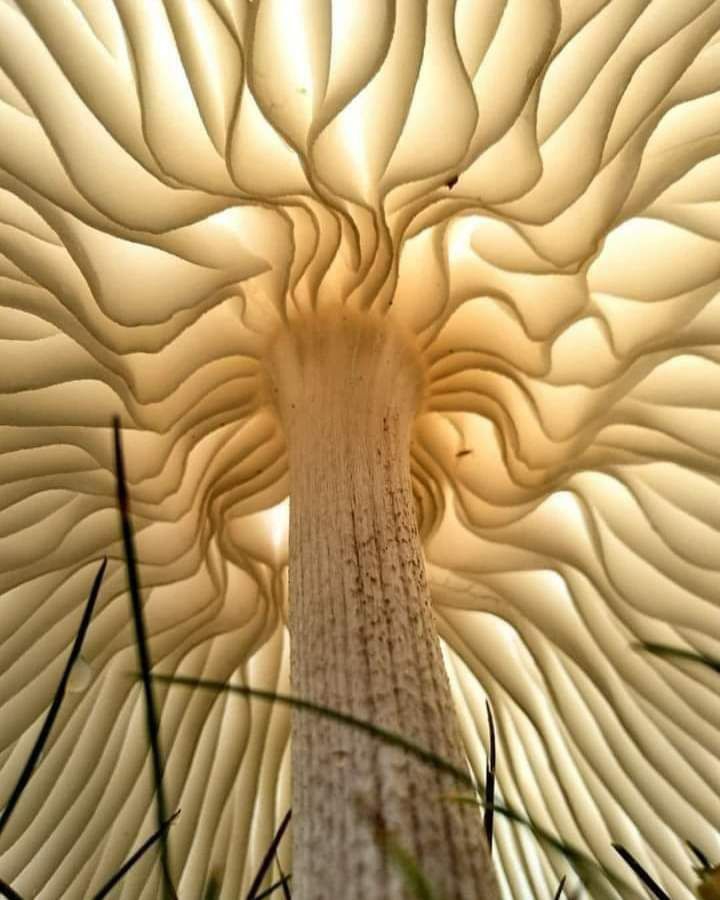 mushroom