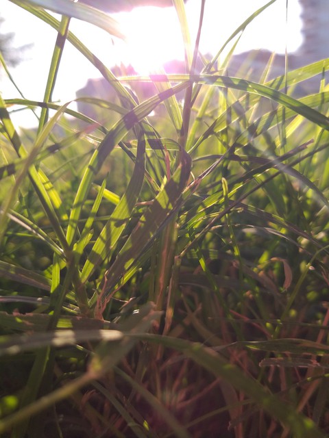 sun...
