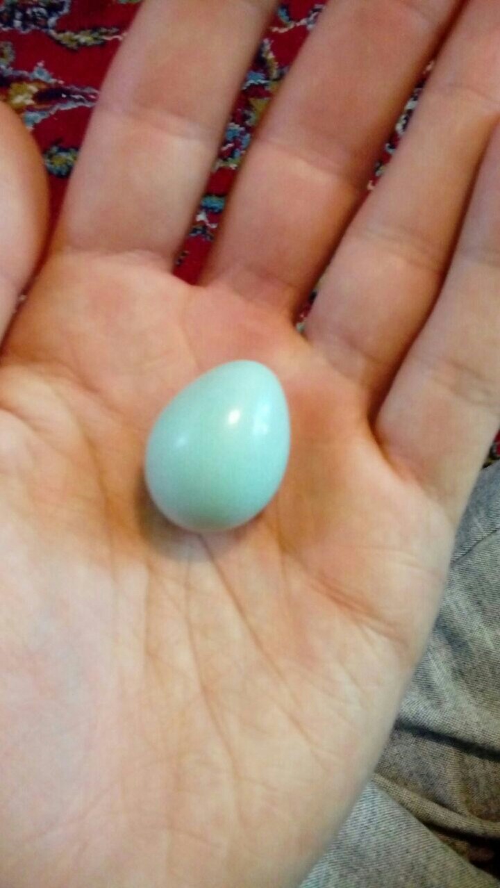 Egg martin