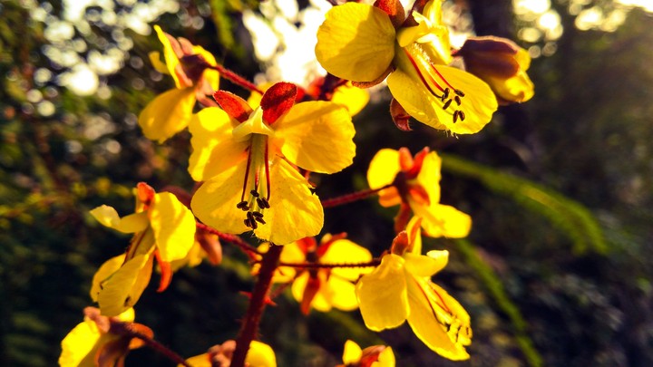 nature's beauty