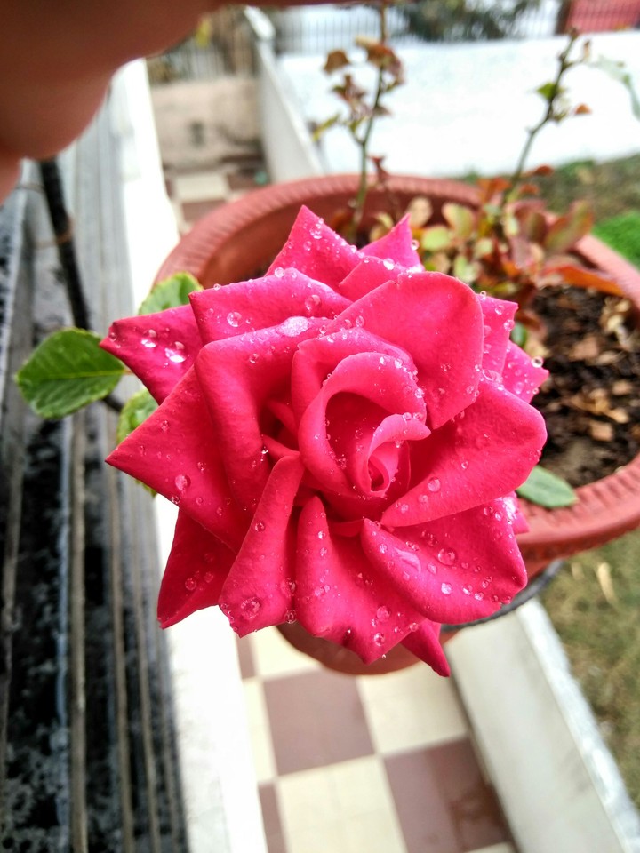 Red Rose