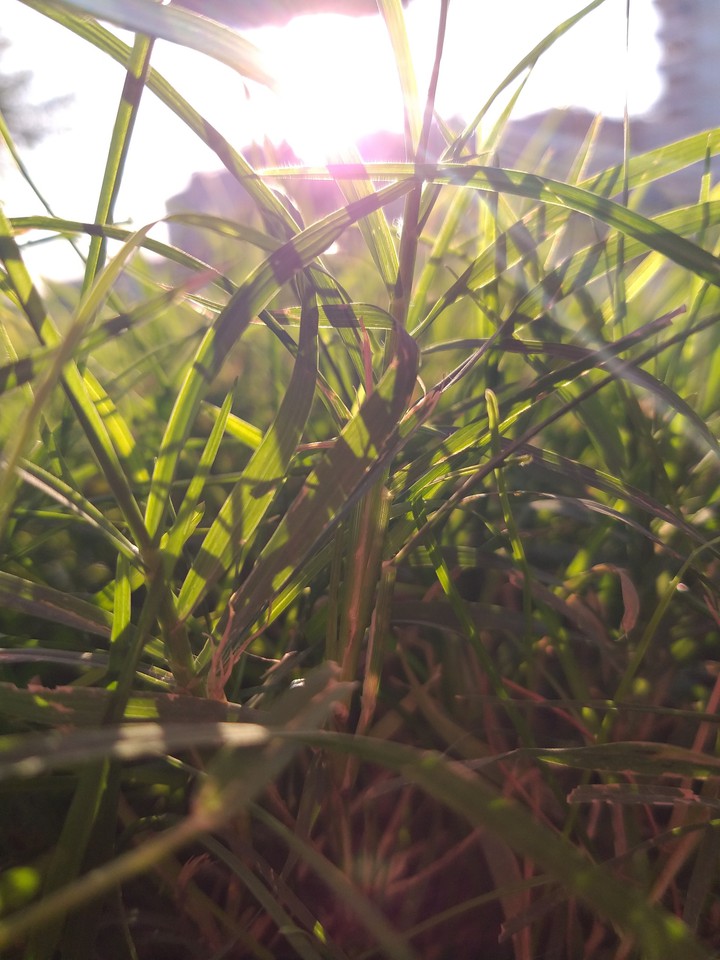 sun...