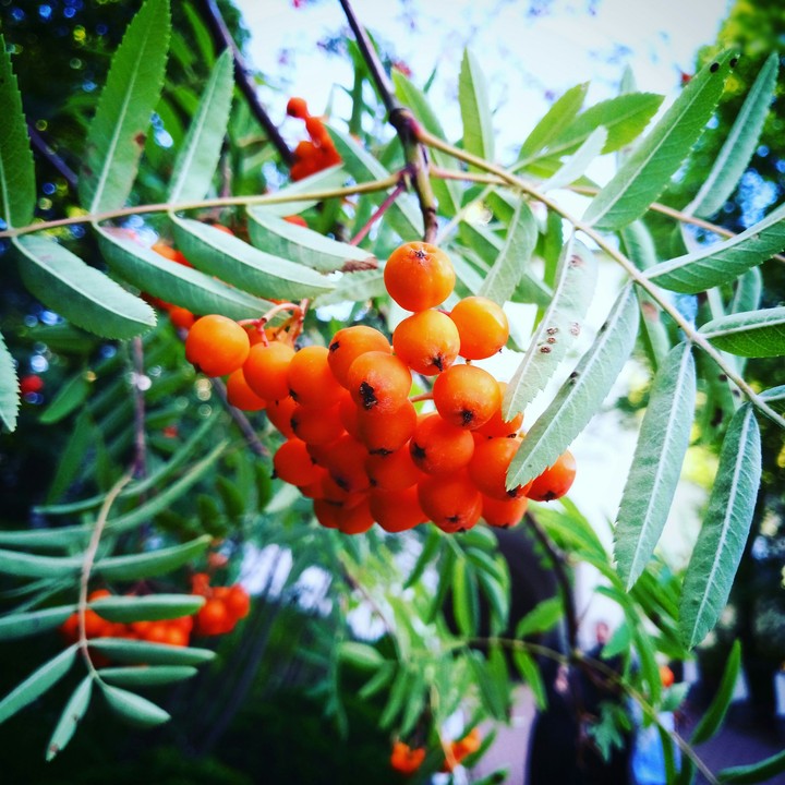 Rowan