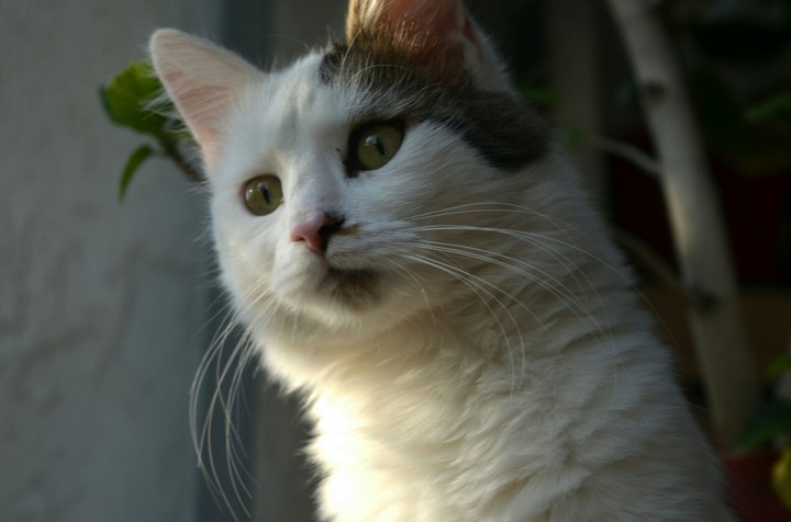 hunter