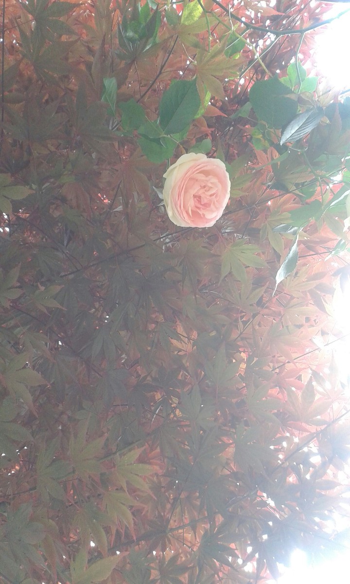 rosa solitaria