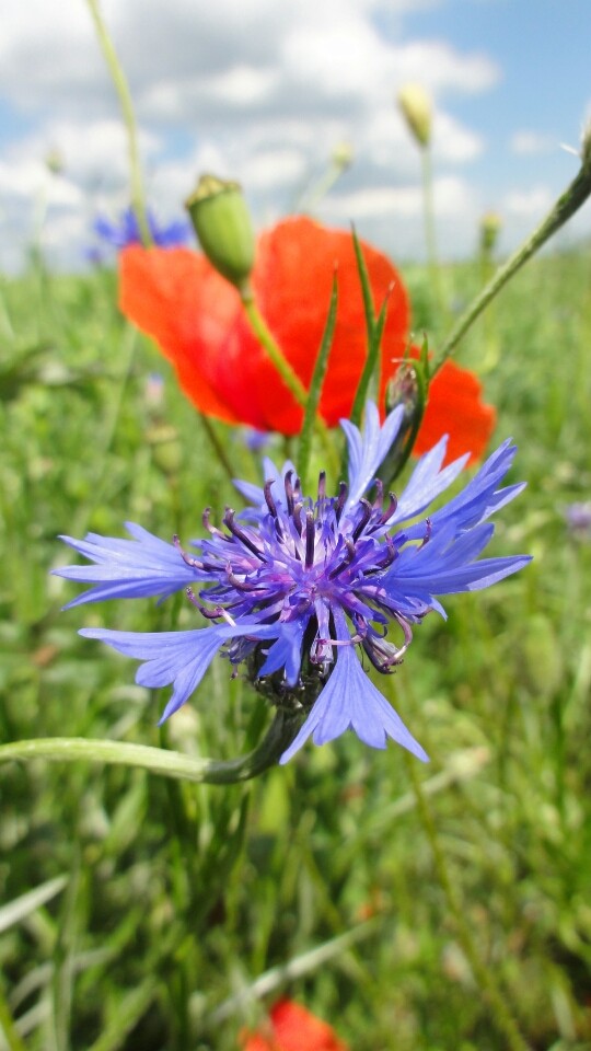 Summer flowers