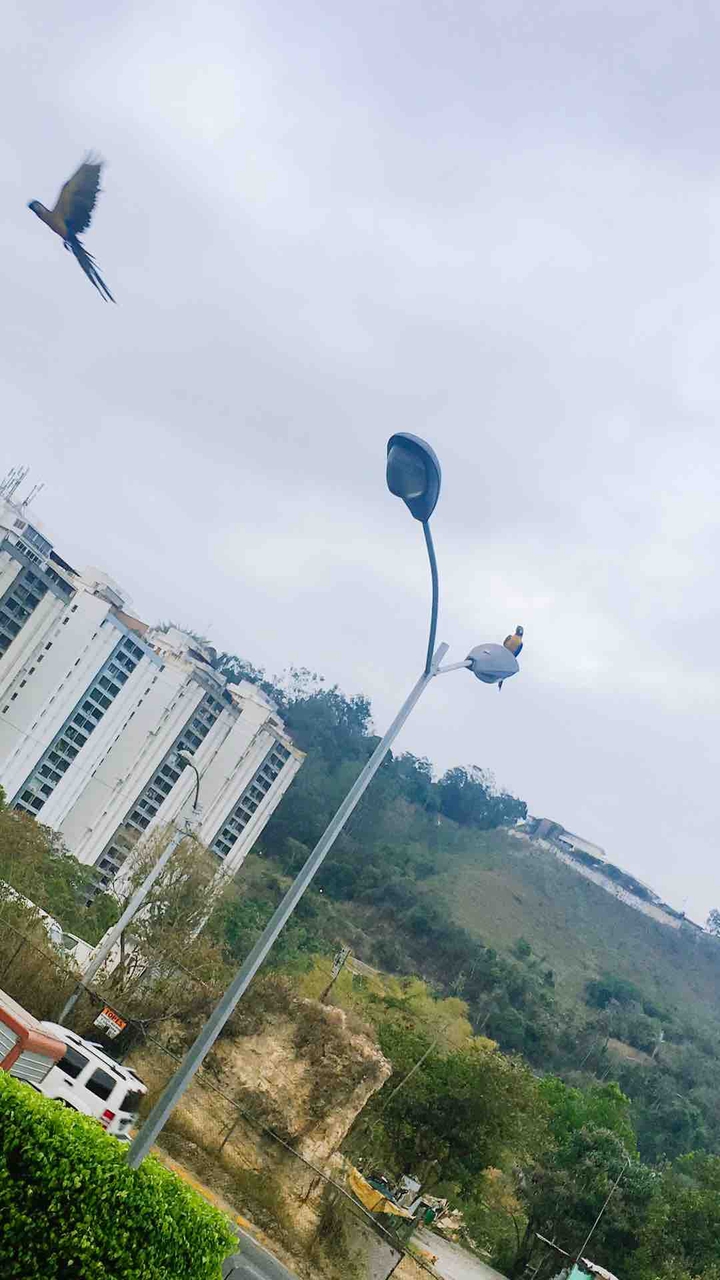 Aves en poste