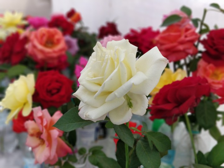 roses