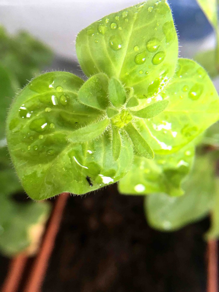 green sprouts