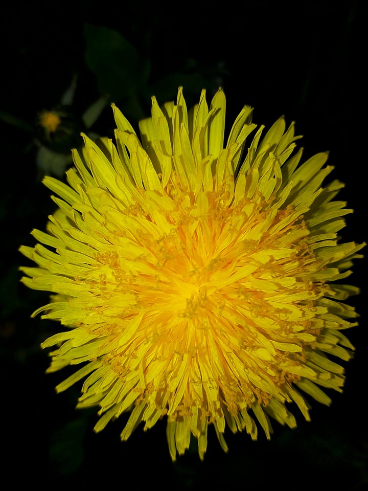 yellow flowers