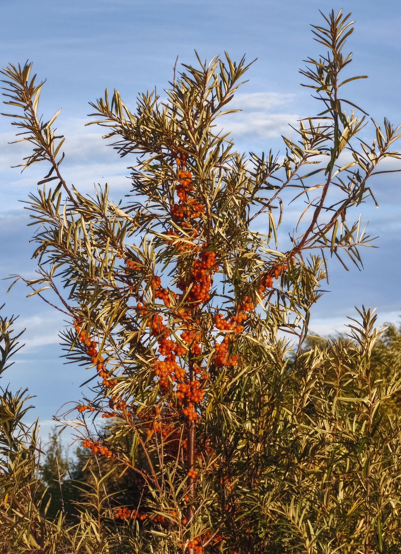 fir, shrubland achtergronden