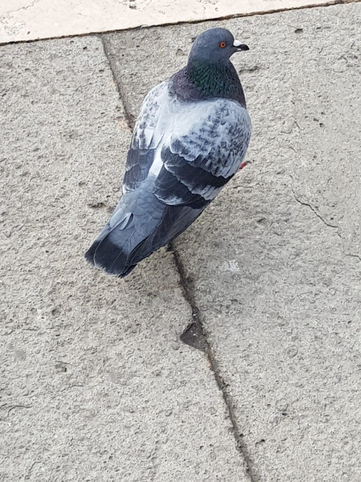 Brid