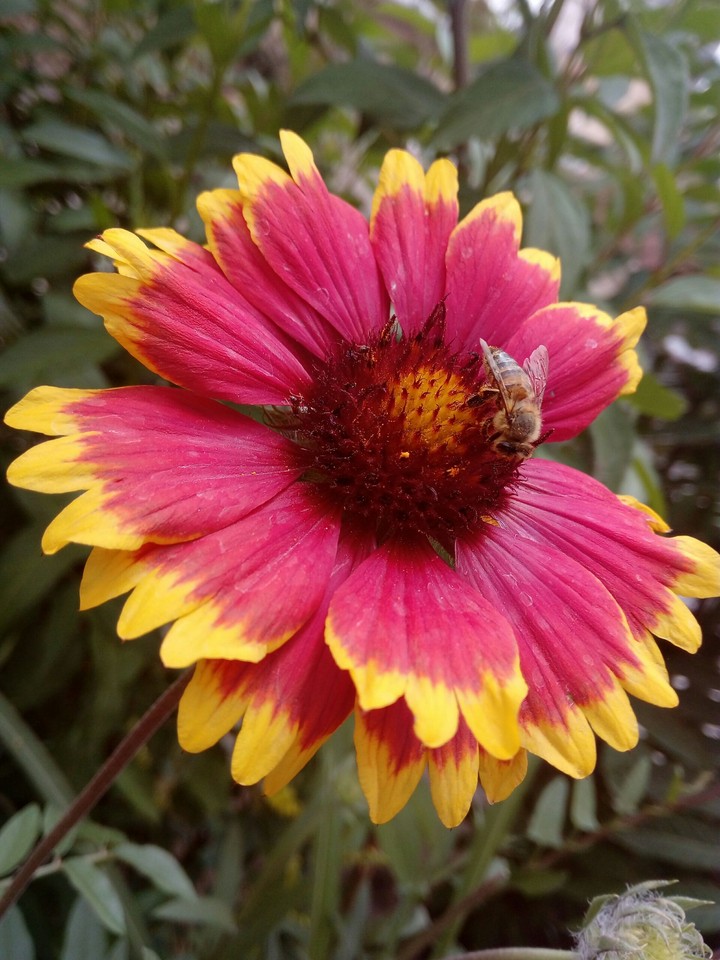 #flower