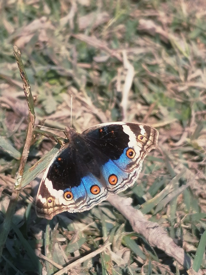 A beutiful Butterfly