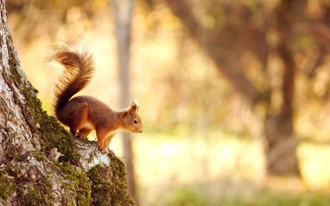 vertebrate, squirrel duvar kağıtları