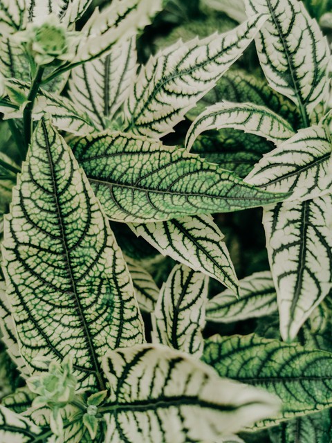 Leaves