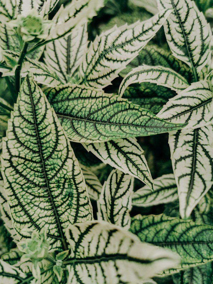 Leaves