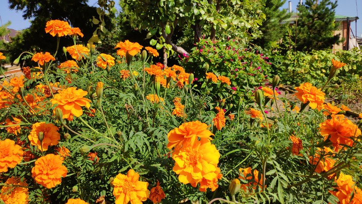 flowers цветы