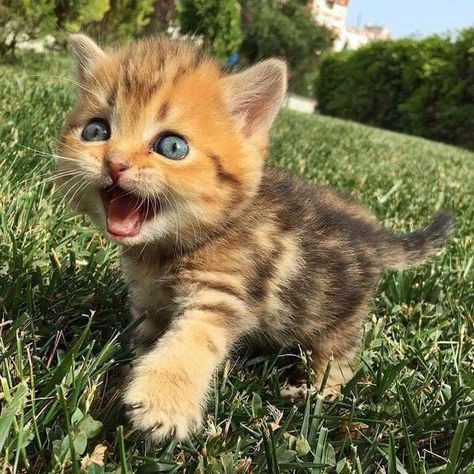 cute