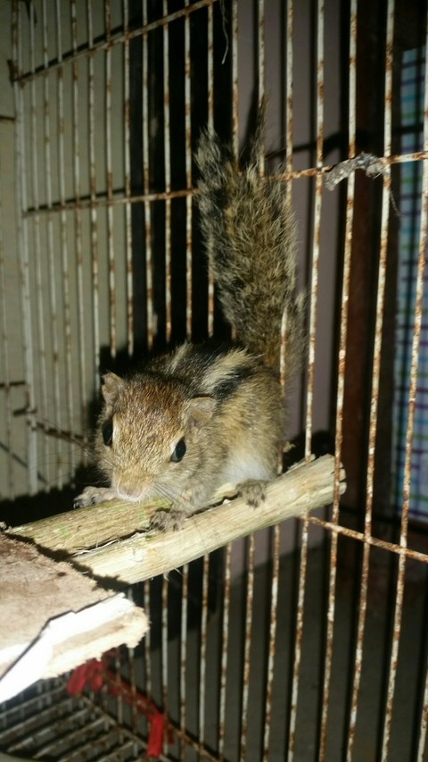 My Pet