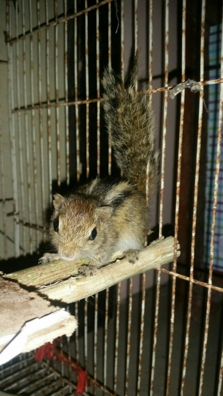 My Pet