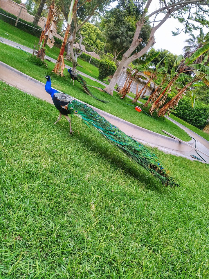 pavo