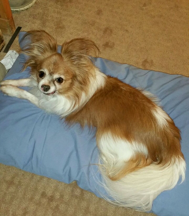 Harley