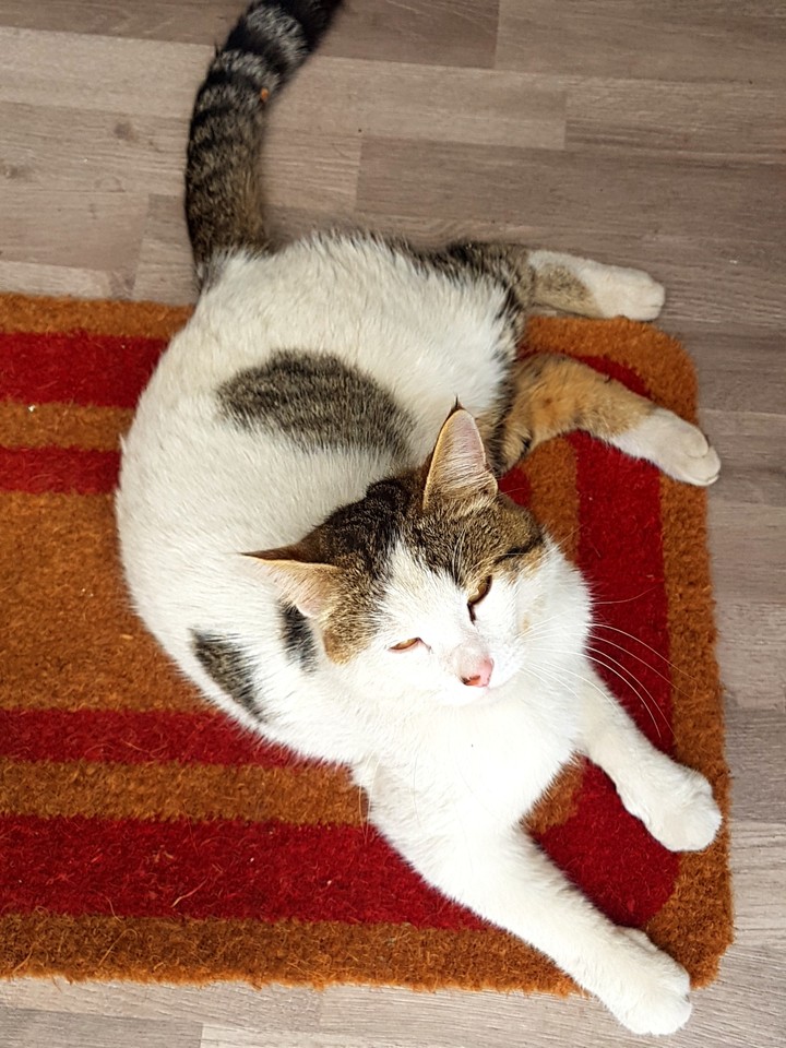 Office cat