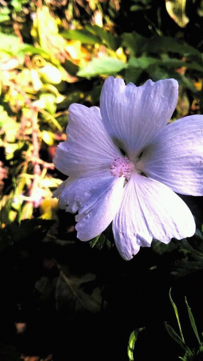 Last flower