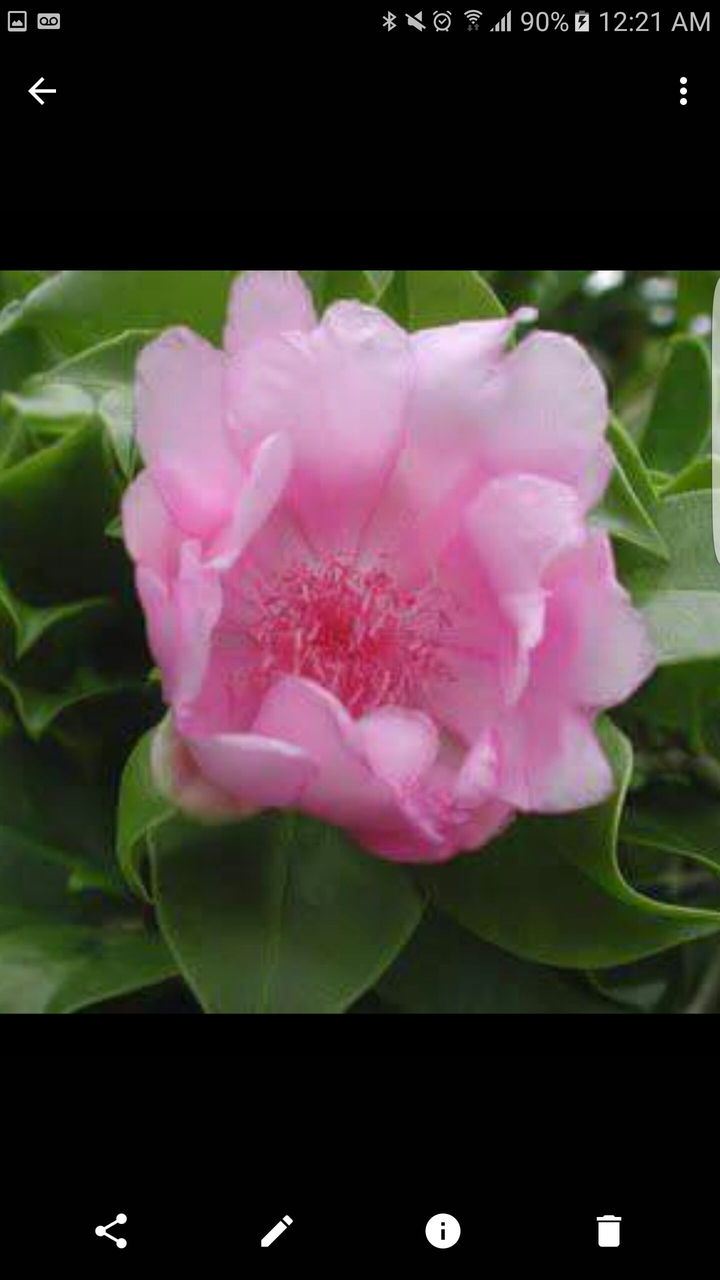dominican rose
